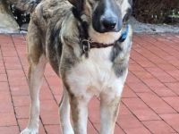 Noroc, ein freundlicher Riese, möchte sein Zuhause finden