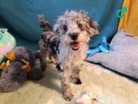 Wunderschöne Toypudel u Zwergpudel Merle, Schoko Merle, Black and Tan schokobraun