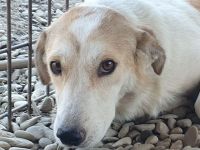 Cindy, wunderschöne Hündin mit viel Potenzial sucht Menschen mit Geduld und Zeit, 4J, 54 cm