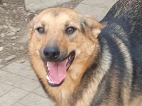 Maleika, fröhliche Hündin sucht Menschen, die ihr Stabilität und Aktivität bieten, 2J, 50cm