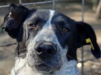 Nelia, sensibles, zurückhaltendes Wesen sucht ruhiges Zuhause zum Ankommen, 3.5J, 46 cm