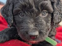 Portugiesische Wasserhund Bergamasker Mix Welpen