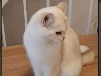 BKH Katze , Sieal Golden Shell Ny1233