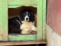 Vorsichtige und ruhige Lulu: Vertrauen ist der Schlüssel