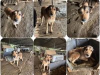 Tilda – ruhig und freundlich