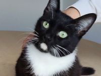 Die süße Calceta, 9 Mon. alt, wünscht sich ein Zuhause