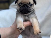 Mopswelpen suchen ihr Traumzuhause