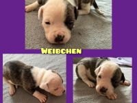 OEB-Boxer-Mix-Welpen