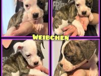 OEB-Boxer-Mix-Welpen