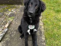 Lassie sucht ein erfahrenes Zuhause.