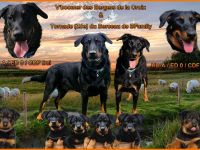 Beauceron Welpen Deckung Juni geplant