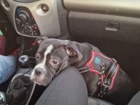 Old English Bulldog/ amerikanische Bulldoge Mix