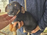 Lotti, Lulu, Wendy und Paul suchen ihr Glück