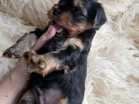 Nur noch 1 Rüde frei! Süße Yorkshire Terrier Welpen