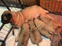 Retro Mops Welpen in liebevolle Hände abzugeben 🐾