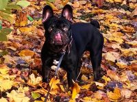 Französische Bulldogge "SCOOBY"