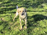 Pinschermix sucht ein Zuhause