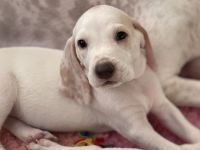 Porcelaine – puppy with PP