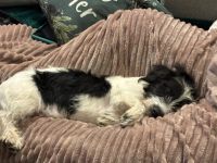 Zuhause gesucht für Malu