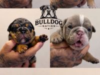 OEB Welpen suchen zuhause