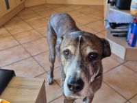 Nero - ein toller Freund fürs Leben!