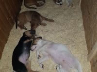 Sofort Auszugbereit! 18 Wochen alte OEB Mischling zu verkaufen