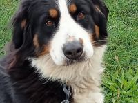 Berner Sennenhündin sucht liebevolles Zuhause