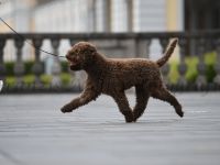 lagottogigantedeprimavera