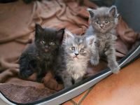 WUNDERSCHÖNE XXL MAINE COON KITTEN MIT STAMMBAUM