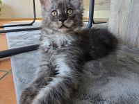 WUNDERSCHÖNE XXL MAINE COON KITTE MIT STAMMBAUM
