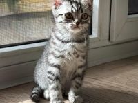 Reinrassige BKH Kitten suchen liebevolles Zuhause