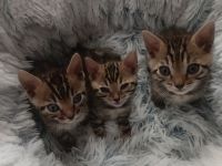 Reinrassige Bengal-Kitten