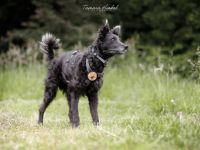 Gütiges Zuhause für liebenswerten Pepper gesucht