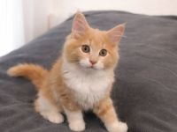 Reinrassiges Maine-Coon-Mädchen