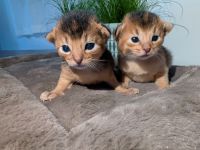 3 Abessinier Kitten Ruddy (Wildfarben) mit Stammbaum