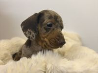 Wunderschöner Zwergdackel rüde sucht Traumhaus