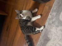 Junger, verspielter Kater (4Monate) abzugeben