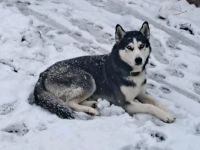 Husky Chase sucht neues Zuhause