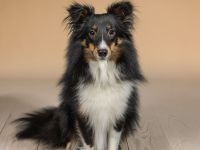 Sheltie Deckrüde Tricolor