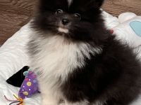 Zwei süße Pomchi Fellnasen