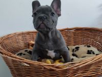 Französische Bulldogge Welpe Blue Bub