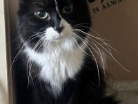 Hübsche Maine Coon Mix Dame Sucht ein liebevolles Zuhause in Wohnungshaltung