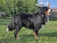 Deckrüde Fridolin of Allo Amigo