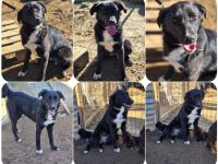 Emilia – wunderschöne schwarze Hündin