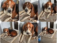 Tilly Jagdhund Mix mit großem Herz