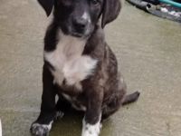 Welpe Kosma / weiblich / derzeit noch in Griechenland