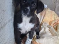 Welpengeschwister Gaia & Niva / weiblich / derzeit noch in Griechenland