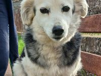 Graues Schnäuzchen Rosa / kastriert / derzeit noch in Griechenland / vorgemerkt