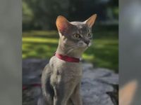 Edler Deckkater mit Champion-Stammbaum Reinrassiger Abessinier