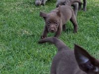 Wir bieten Labrador Retriever an